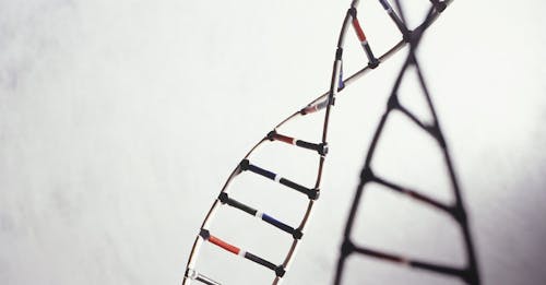 SMC1A, un possibile marcatore della progressione del tumore del colon retto. O forse di più.