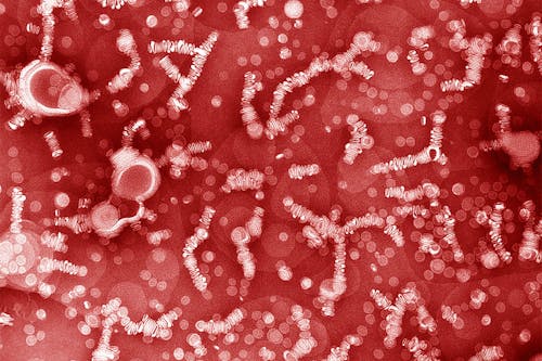 Ultrasuoni e nanoparticelle contro il cancro